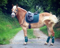 broodmare Samia (Haflinger, 2009, from Sole Mio (4,69% ox))