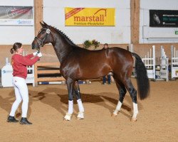 dressage horse Danny Kaye 4 (Deutsches Sportpferd, 2016, from DSP Dominy)