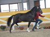 dressage horse Hengst von Desiderio / Dressage Royal (Westphalian, 2016, from Harmony's Desiderio)