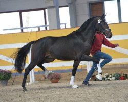 Dressurpferd Hengst von Desiderio / Dressage Royal (Westfale, 2016, von Harmony's Desiderio)