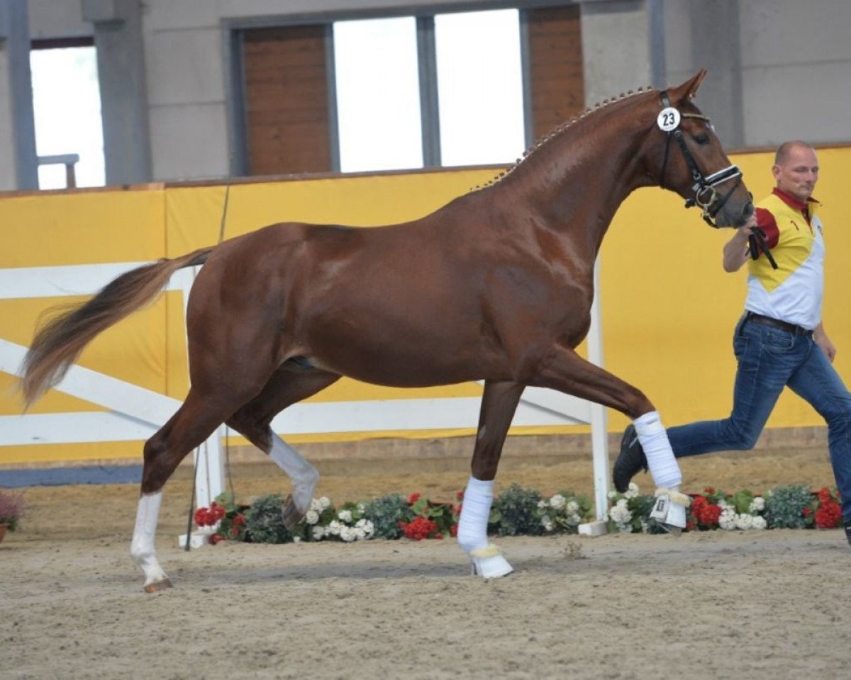 dressage horse Dessert 3 (Hanoverian, 2016, from Danone 4)