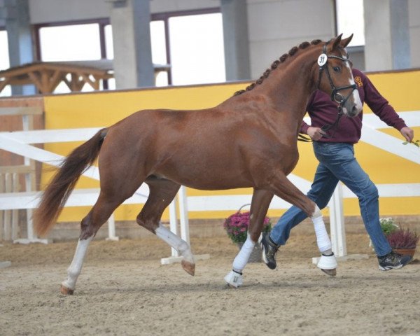 dressage horse Dagobert 125 (Hanoverian, 2016, from Dancier)