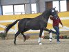 dressage horse Dragon Heart (German Sport Horse, 2016, from Damon Cello)