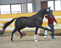 dressage horse Dragon Heart (German Sport Horse, 2016, from Damon Cello)