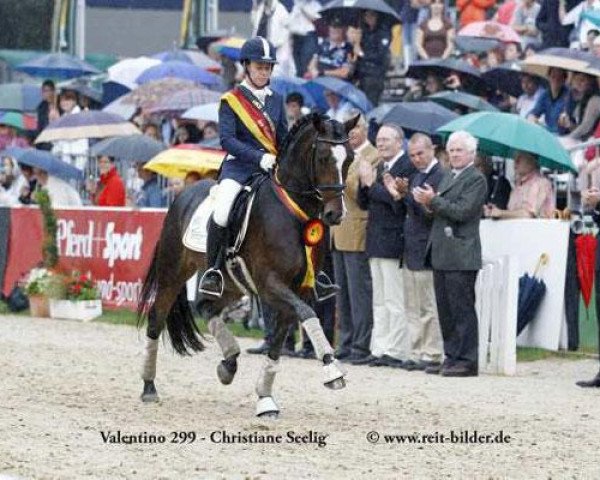 dressage horse Valentino 299 (German Riding Pony, 2007, from Vidalgo)