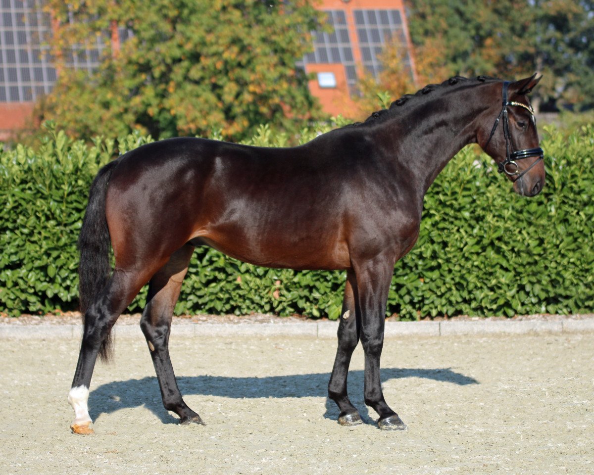 horse Bob Shoemaker (Westphalian, 2016, from Baccardi)