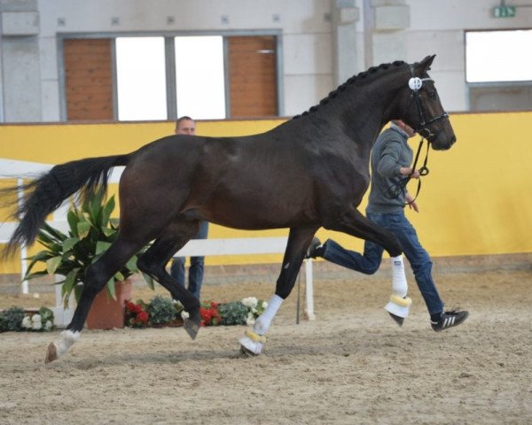 dressage horse Boccaccio MT (Hanoverian, 2016, from Buckingham)