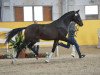 dressage horse Boccaccio MT (Hanoverian, 2016, from Buckingham)