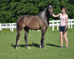 Pferd Camar Hades (Trakehner, 2014, von Arian Shah ox)