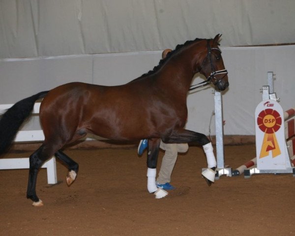 dressage horse Hengst von Buckingham / Diamond Hit (Hanoverian, 2016, from Buckingham)