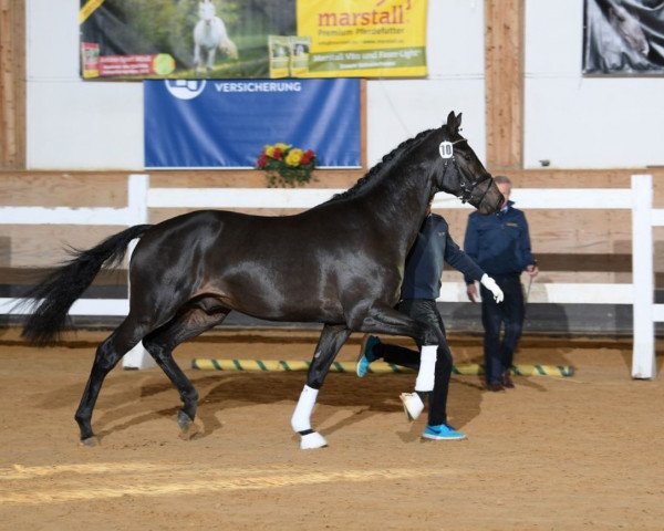 stallion Beau Rivage (German Sport Horse, 2016, from Bossanova 28)