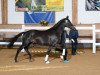 stallion Beau Rivage (German Sport Horse, 2016, from Bossanova 28)