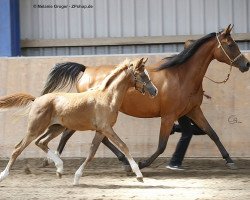 broodmare Camar Qarazi (Arabian thoroughbred, 2018, from Arian Shah ox)