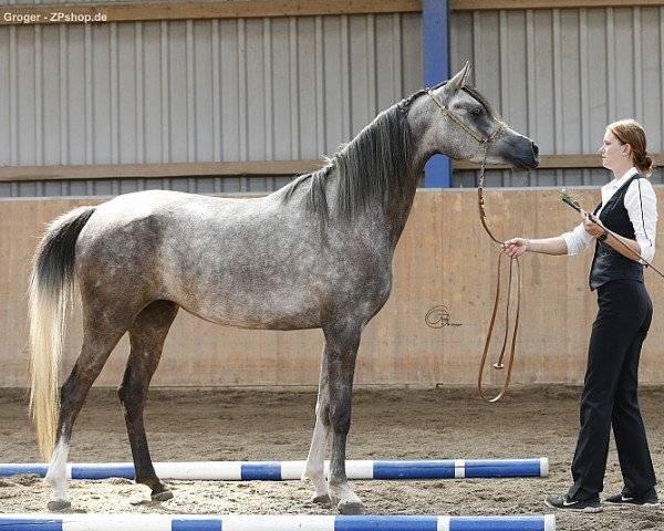 horse Camar Qinea (Arabian thoroughbred, 2015, from Arian Shah ox)