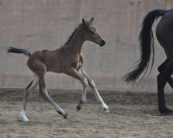 Dressurpferd Camar Vencida (Trakehner, 2016, von Gabun)