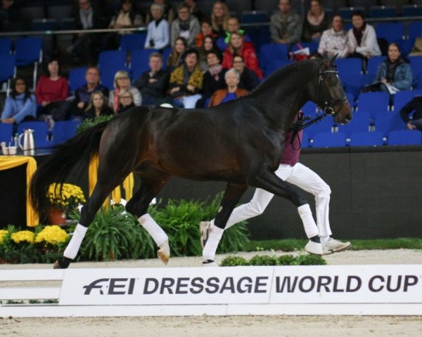 stallion Billionaire (German Sport Horse, 2016, from DSP Boss Hoss)