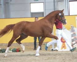 dressage horse Brian Adams (German Sport Horse, 2016, from Borsalino)