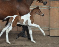 Dressurpferd Boulevard (Trakehner, 2016, von Gabun)