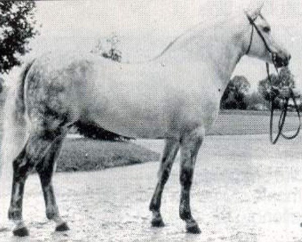stallion Noah de la Scarpe (Connemara Pony, 1979, from Coshla Bobby)