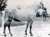 Deckhengst Noah de la Scarpe (Connemara-Pony, 1979, von Coshla Bobby)