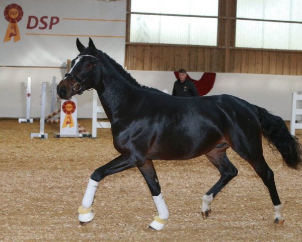 Deckhengst Barolo 74 (Deutsches Sportpferd, 2016, von Bon Coeur)
