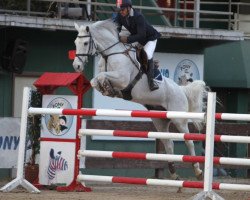 horse Flugano vd Krekebeke (Belgian Warmblood, 2005, from Cassino Z)