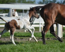 dressage horse Camar Broadway (Arab half breed / Partbred, 2018, from Gabun)