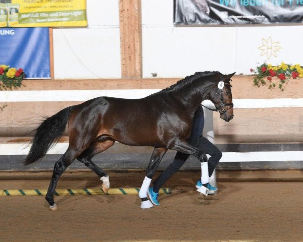 stallion Bailadoro (German Sport Horse, 2016, from Bailando)