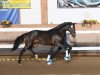 stallion Bailadoro (German Sport Horse, 2016, from Bailando)