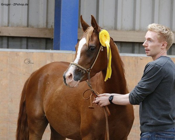 broodmare Camar Saahara ox (Arabian thoroughbred, 2013, from Emiratus B EAO)