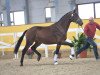 dressage horse Attention Please (German Warmblood, 2016, from Antango du Feuillard)