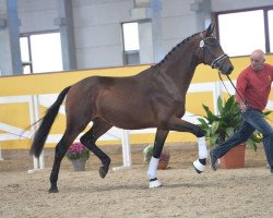 dressage horse Attention Please (German Warmblood, 2016, from Antango du Feuillard)