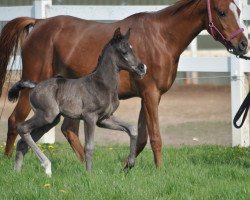 Dressurpferd Camar Sansa (Arabisches Halbblut / Partbred, 2018, von Gabun)