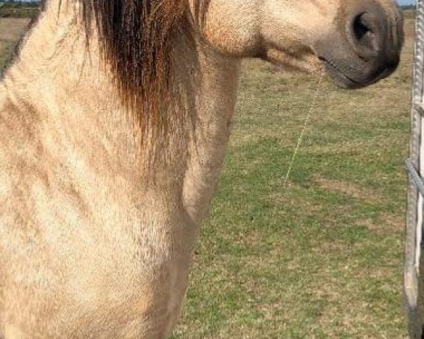 stallion Theoreme de L'aube (Connemara Pony, 2007, from Baladin du Frémur)