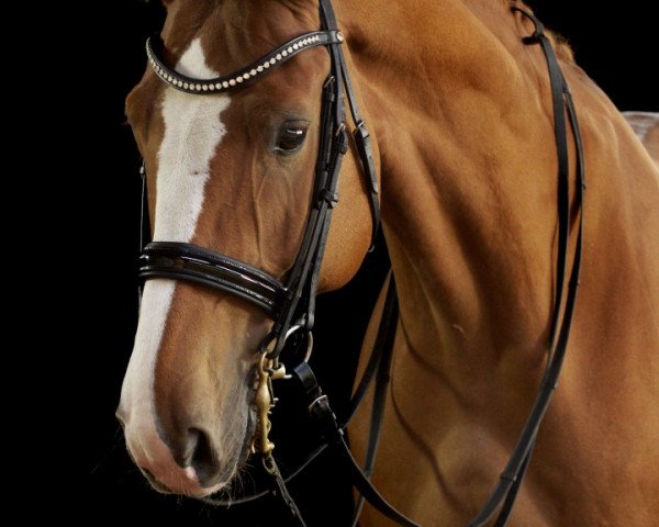 dressage horse Limonit 6 (Hanoverian, 2008, from Locksley II)