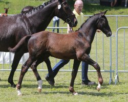 dressage horse Der Meteor (German Sport Horse, 2014, from Dürrenmatt (ex Domino))