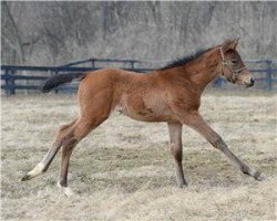 horse Stute von Bodemeister xx (Thoroughbred, 2014, from Bodemeister xx)