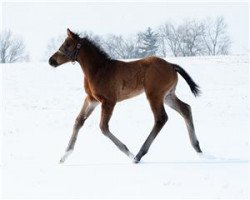 horse Observation xx (Thoroughbred, 2014, from Bodemeister xx)