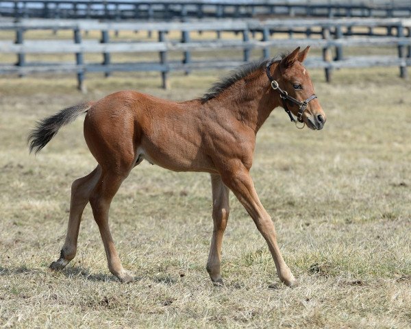 horse Hengst von Revolutionary xx (Thoroughbred, 2016, from Revolutionary xx)