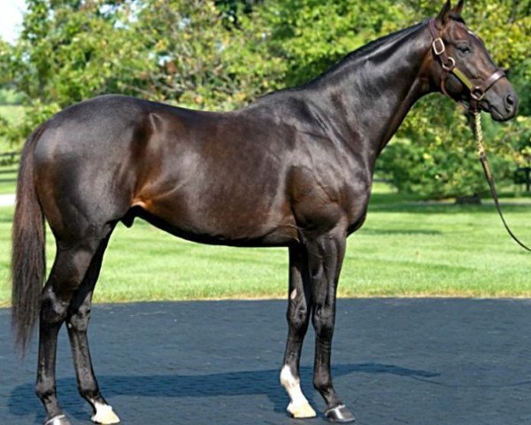 stallion Revolutionary xx (Thoroughbred, 2010, from War Pass xx)