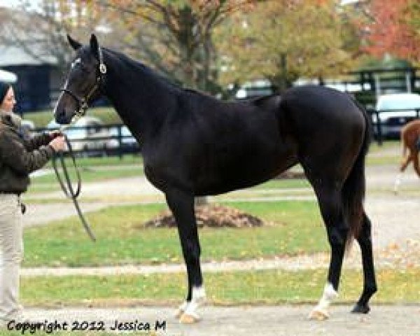 broodmare Goldena Podkove xx (Thoroughbred, 2010, from War Pass xx)