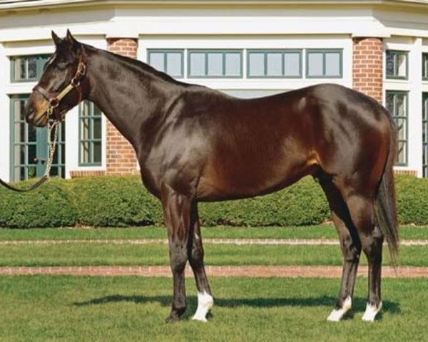 stallion War Pass xx (Thoroughbred, 2005, from Cherokee Run xx)