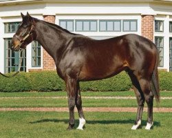 stallion War Pass xx (Thoroughbred, 2005, from Cherokee Run xx)