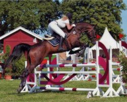 jumper Casanova 488 (Trakehner, 2009, from Lucio Silla xx)