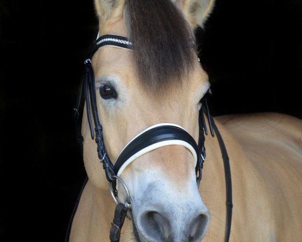 dressage horse Baccochino (Fjord Horse, 2008)
