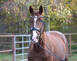 Dressurpferd Dressage Deluxe Fb (Oldenburger, 2014, von den Haag 12)