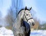 stallion Manoulito (Oldenburg show jumper, 2017, from Manchester van't Paradijs)