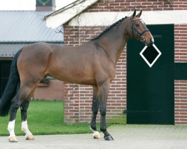 stallion Vigaro (Dutch Warmblood, 2002, from Tangelo van de Zuuthoeve)