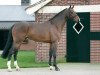stallion Vigaro (Dutch Warmblood, 2002, from Tangelo van de Zuuthoeve)
