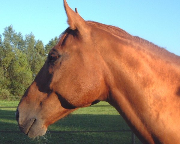horse Amadeus 220 (Württemberger, 1987, from Angriff-Anruf)